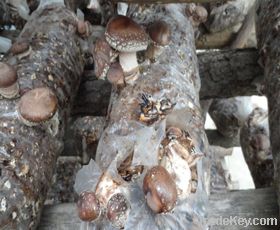 Fresh Mushroom Grow In Autumn