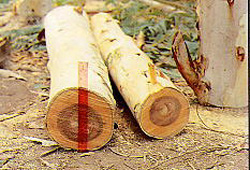 Eucalyptus Wood log