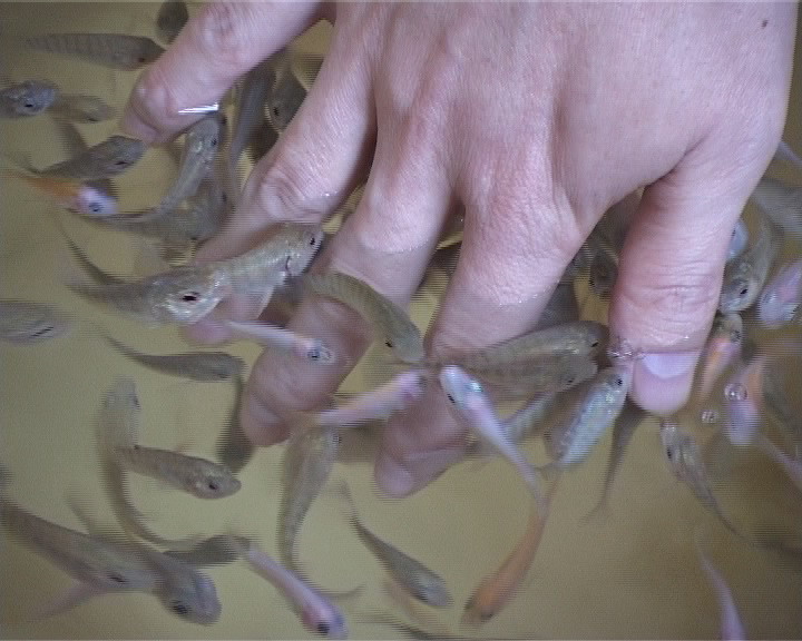 doctor fish