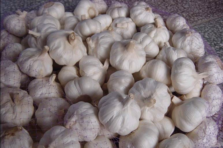 garlic