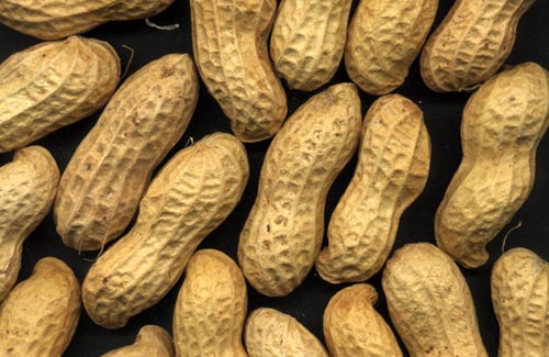 Peanut
