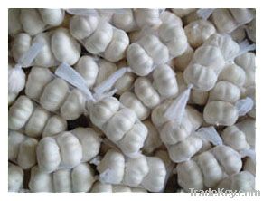 Fresh chinese Pure white Garlic