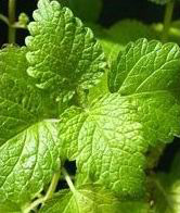 Lemon Balm Extract/ Melissa officinalis /Rosmarinic Acid