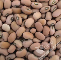 cowpea