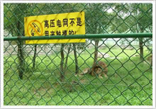 Chain Link Fencing