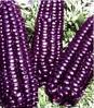 Purple Corn