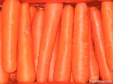 Carrot