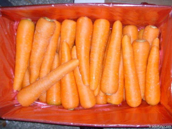 Carrot