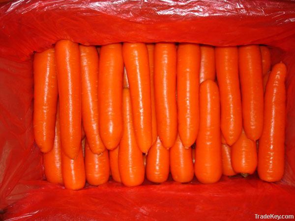 Carrot