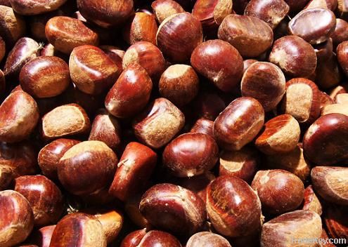 Chestnut