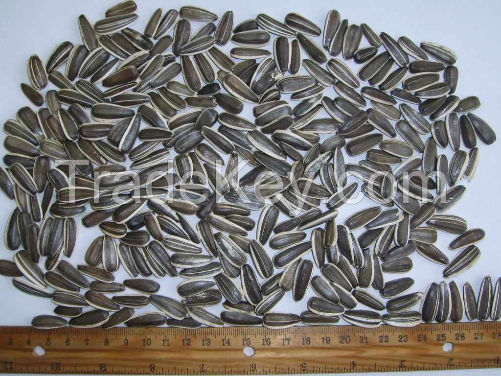 Striped sunflower seeds - Confeta Jaguar 22/64