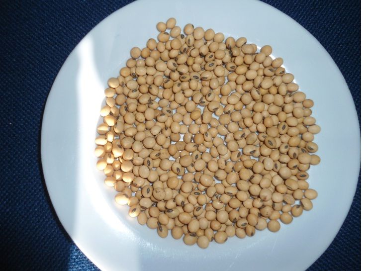 SOYA BEANS