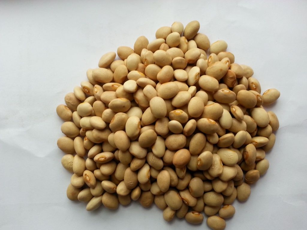 LIGHT BROWN KIDNEY BEANS 