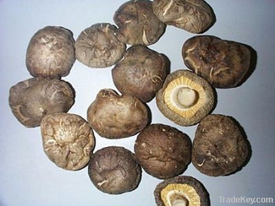 Edible  fungus