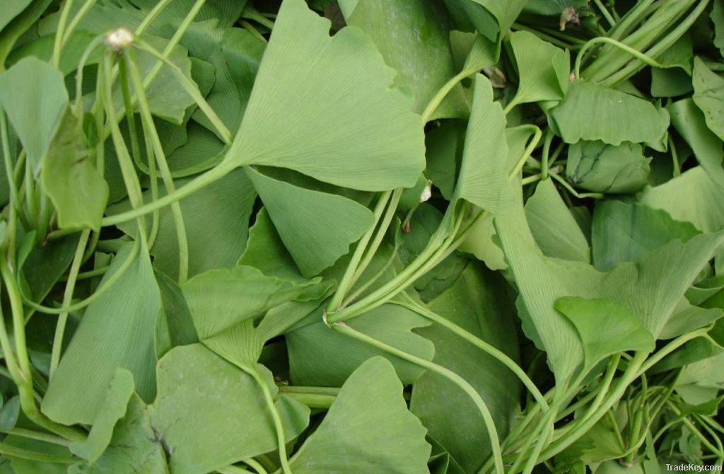 Ginkgo Biloba Extract