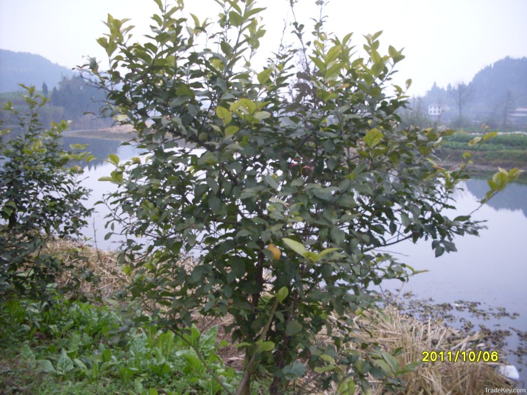 ä¸­å½åå·çå®å²³å¿æ æª¬