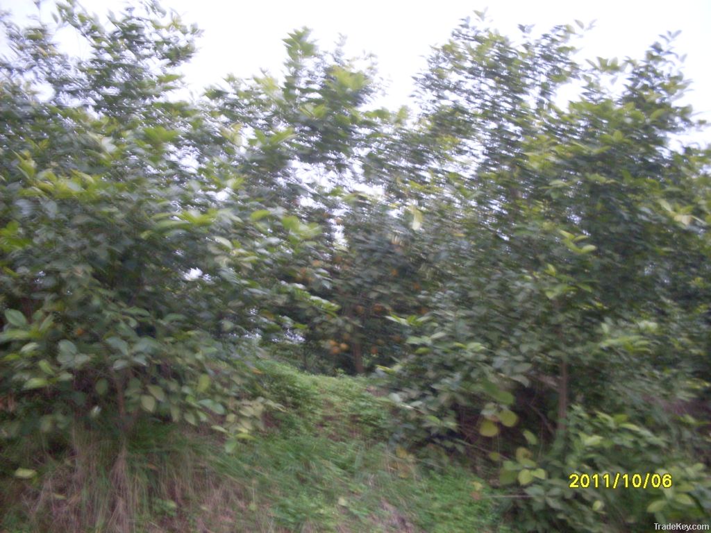 ä¸­å½åå·çå®å²³å¿æ æª¬