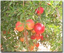 FreSh PomegRaNate