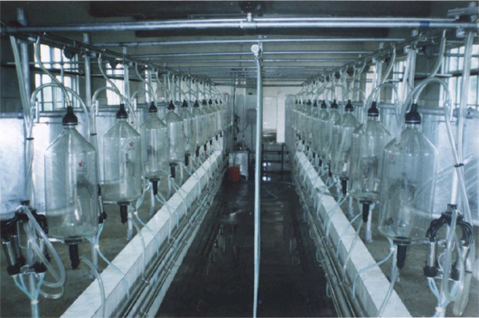 Pipeline, Fish bone, Mid Milking machine