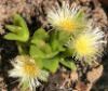 Kanna (Sceletium tortuosum)