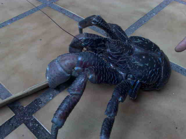 Live Coconut crabs