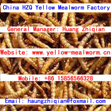 yellow mealworm dried yellow mealworm dried mealworm