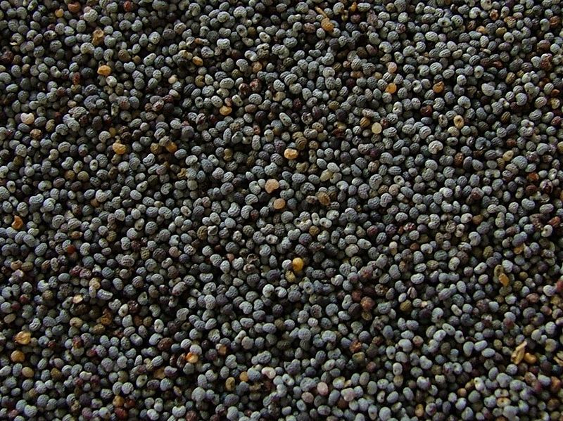 Blue poppy seeds, crop 2009