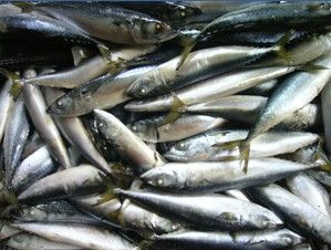 Frozen seafood , Frozen mackerel fish , all ranges of seafood supply from South China