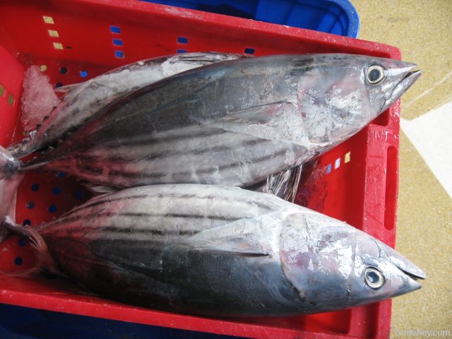 FROZEN SKIPJACK TUNA WHOLE ROUND