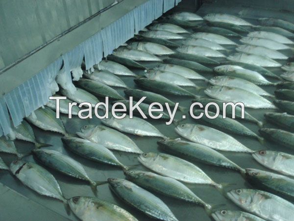 FROZEN INDIAN MACKEREL WHOLE ROUND