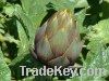 Artichoke Extract