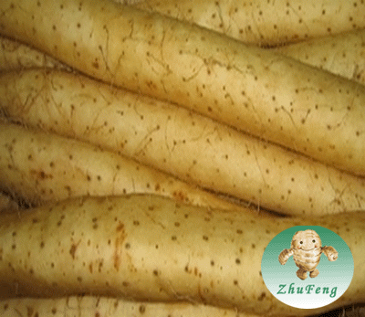 Yam/ Fresh Yam/ Nagaimo Root