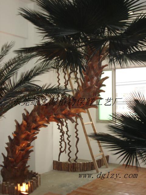 Preserved S Coccothrinax crinita