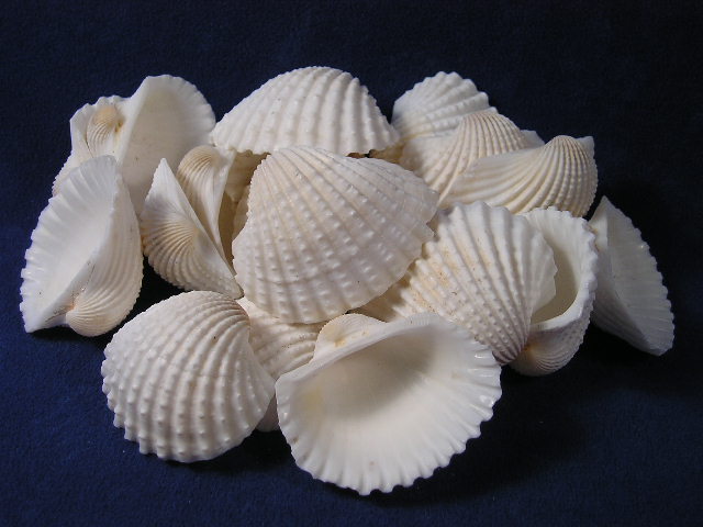 Sea Shells &amp; Shell Crafts