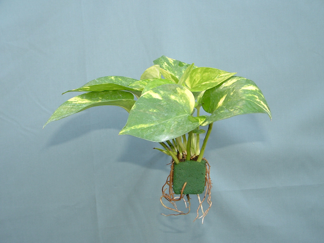 Epipremnum Aureum, Golden Pothos