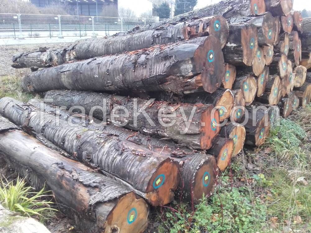 European logs