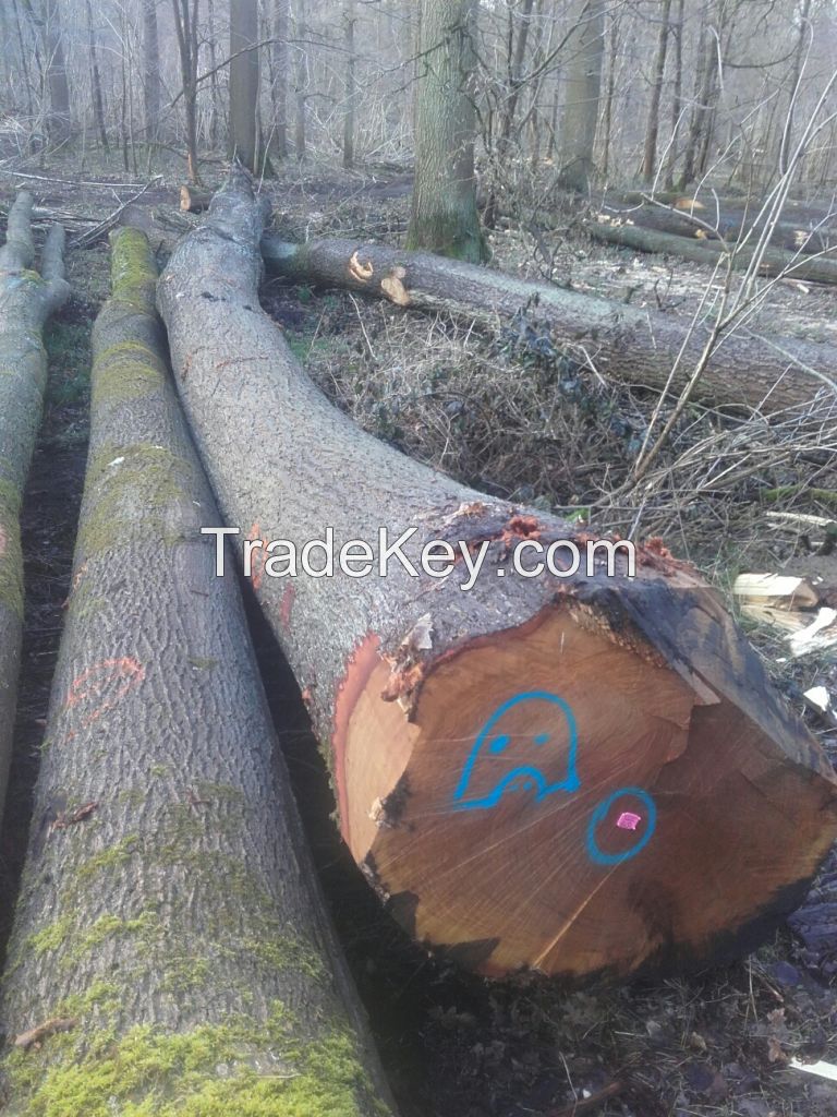 beech logs, red oak logs, 