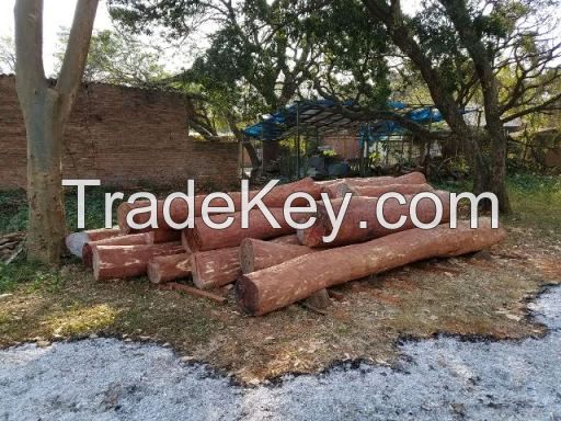 TROPICAL HARDWOODS ON PEELED LOGS