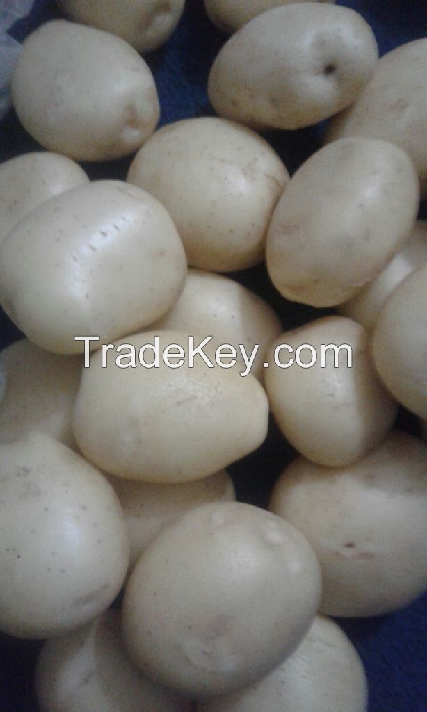 FRESH POTATO SUPPLIERS (M/S. KHALID EXPORTS INTERNATIONAL, PAKISTAN)