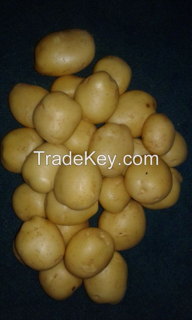 FRESH POTATO SUPPLIERS (M/S. KHALID EXPORTS INTERNATIONAL, PAKISTAN)