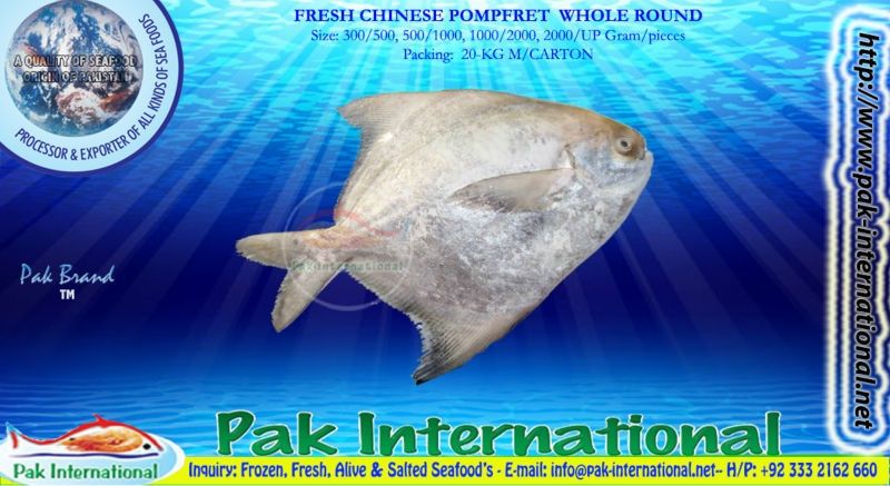 Chinese Pomfret (Pampus chinensis)