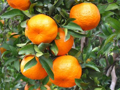 Quzhou Ponkan Orange