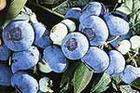 blueberry anthocyanin