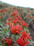 Capsaicin(sales9 at lgberry dot com dot cn )