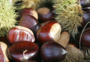 organic chestnut