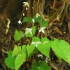 Epimedium *****