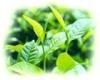 Green Tea Extract