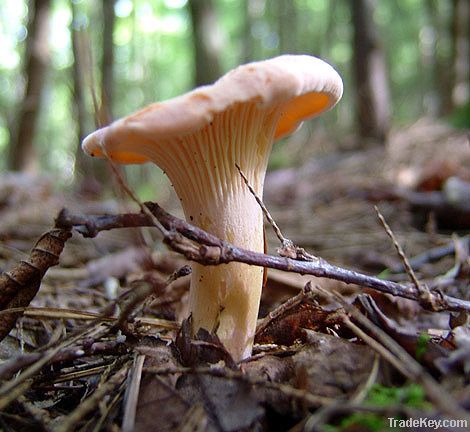 Cantharellus cibarius