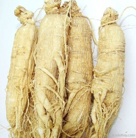 Ginseng