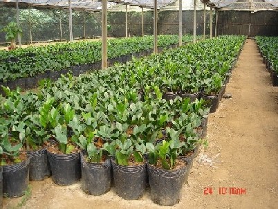 Zamioculcas Zamiifolia (Golden Tree)